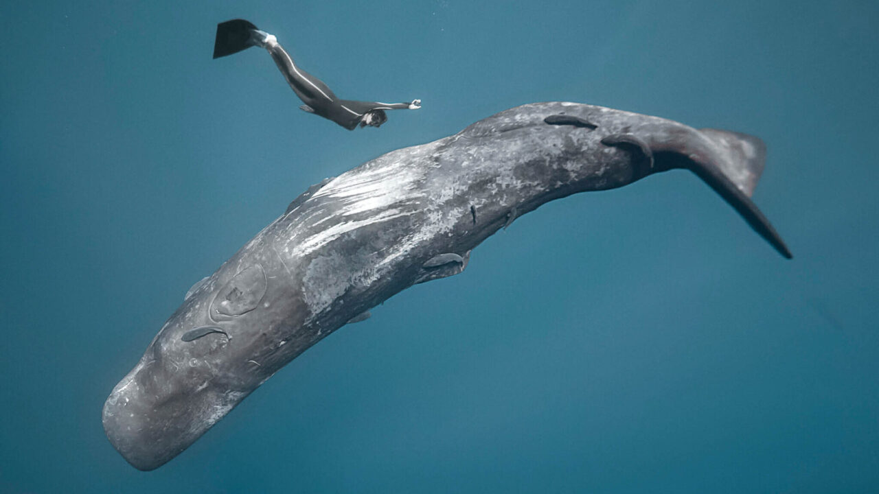 OCEAN FILM FESTIVAL WORLD TOUR ITALIA 2025 Featured Image